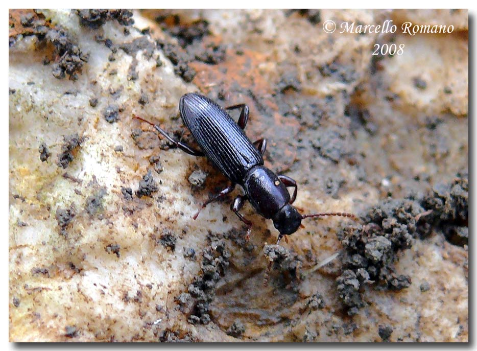 Belopus elongatus ecalcaratus (Tenebrionidae)